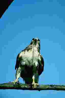 salon de the paris,bar cidre paris,